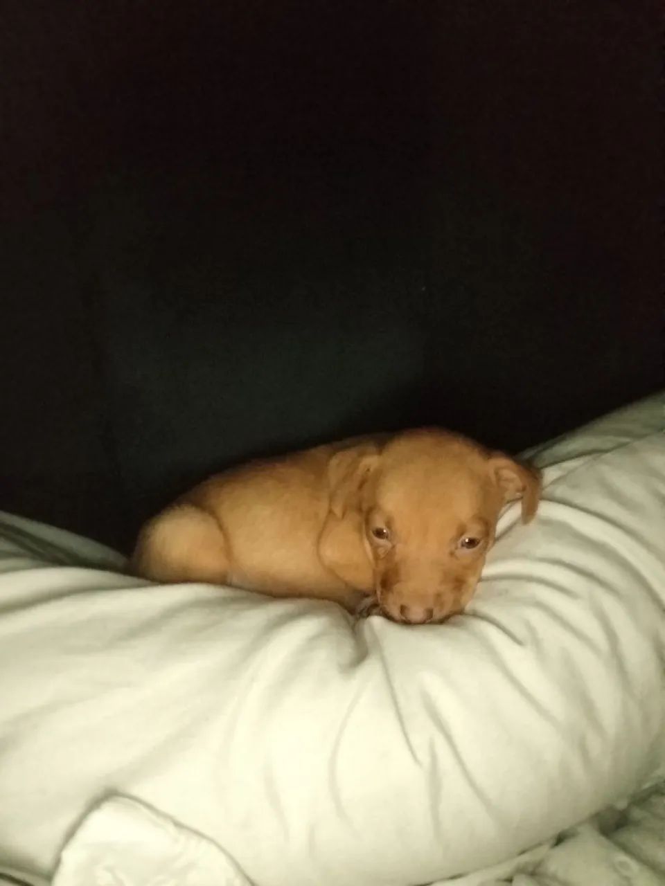 Cachorrinha caramela filhote para doação - Foto 5