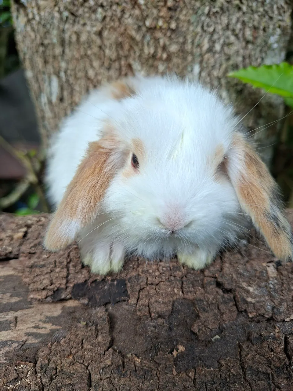 Mini coelhos Mini lop uruguaio zap *