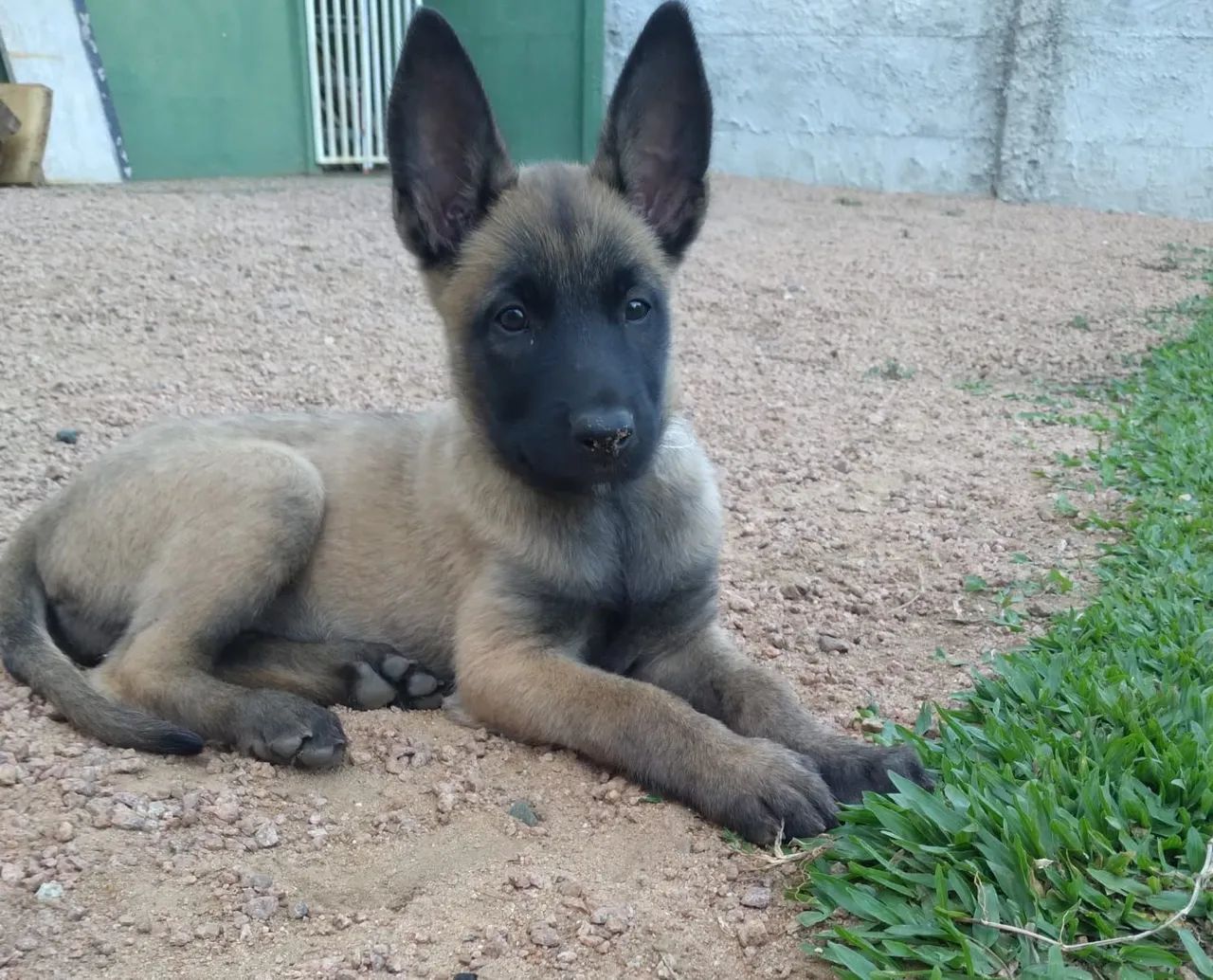 Vendo último casal de Filhotes de Pastor Belga malinois puro.  - Foto 3