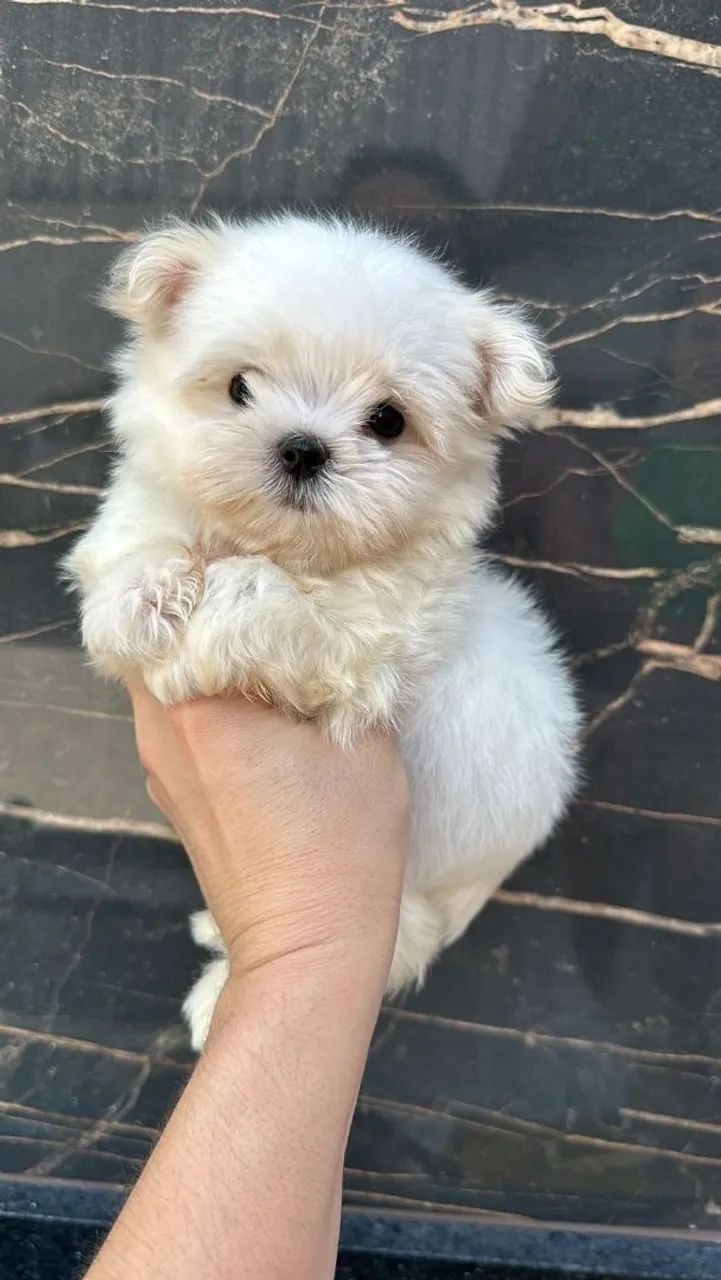 Maltês Micro Macho Liberado!! Excelente Linhagem. 