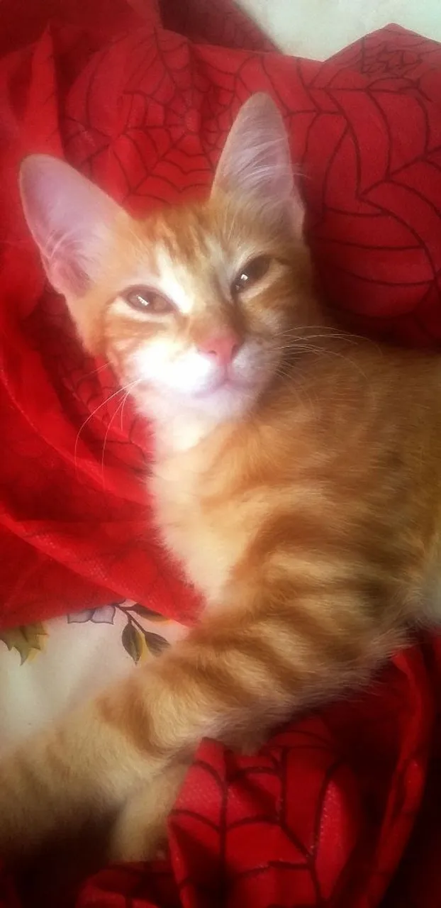 Gatinho Lindo e Charmoso para Adoção
