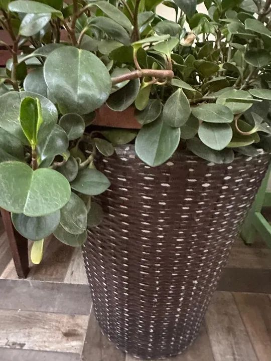 vendo vaso grande de peperômia - Foto 2