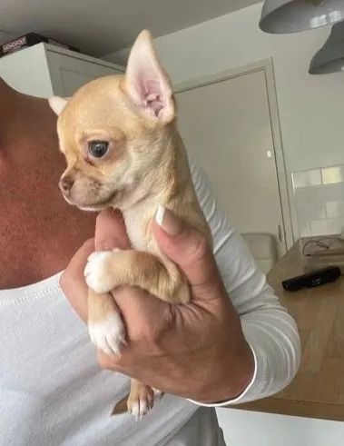 Chihuahua Fêmea Chocolate: Encanto e Carinho em Uma Só Filhote!