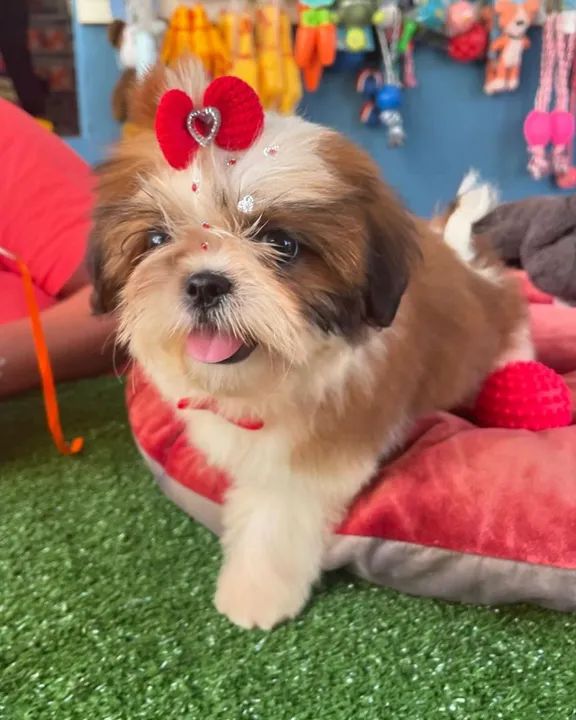 Shih Tzu Fêmea - Linda e Carinhosa na cor tricolor $1.800,00