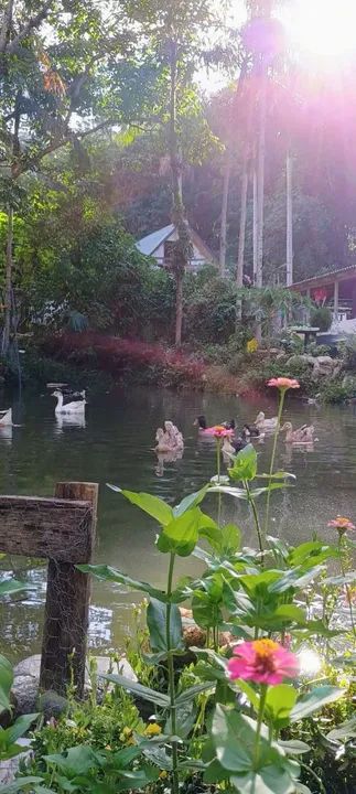 SÍTIO DOS SONHOS À VENDA! - Foto 3