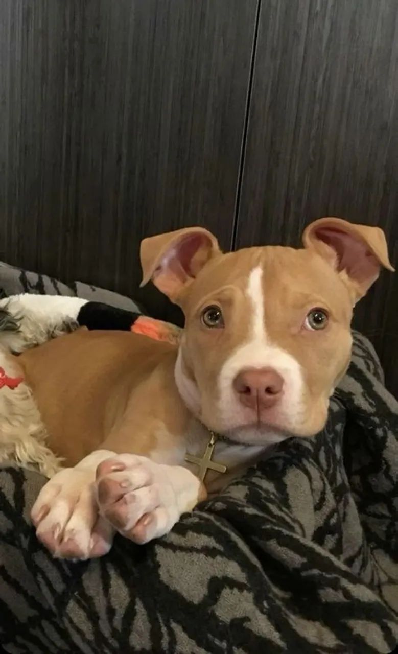 Filhotes de Pitbull de Alta Qualidade - Um Novo Companheiro Espera por Você