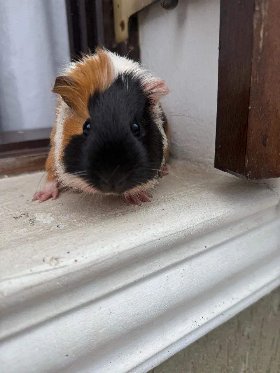 Porquinho da índia inglês fêmea  - Foto 3