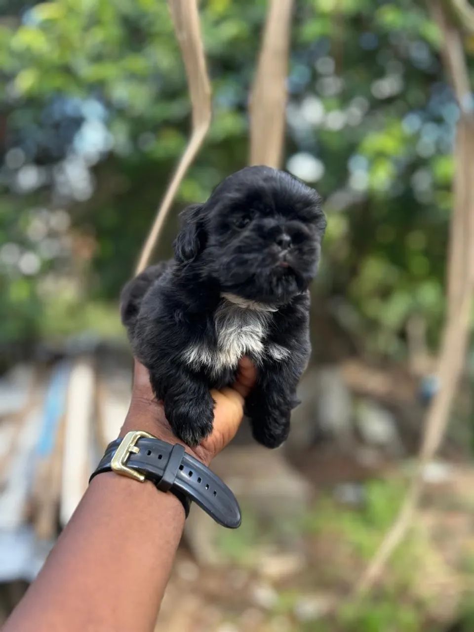 Filhote Shih Tzu fêmea e macho  - Foto 2