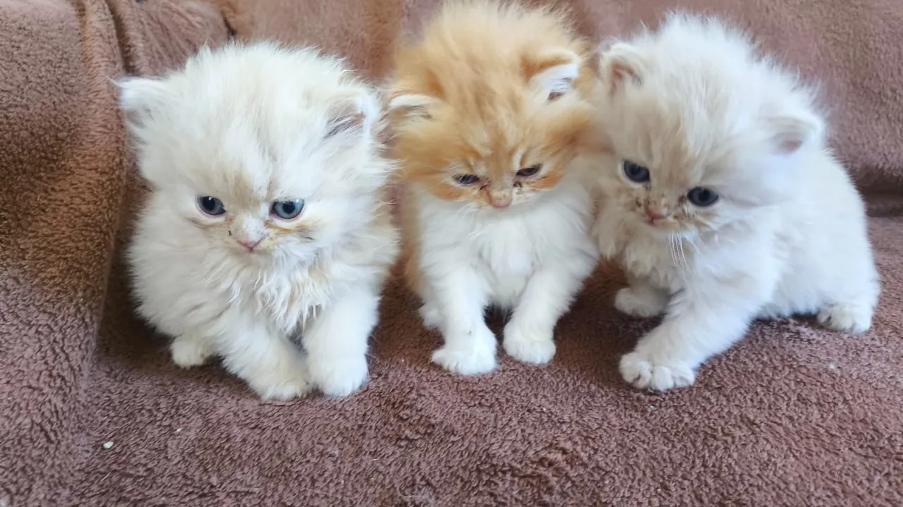Gatos Persas filhotes