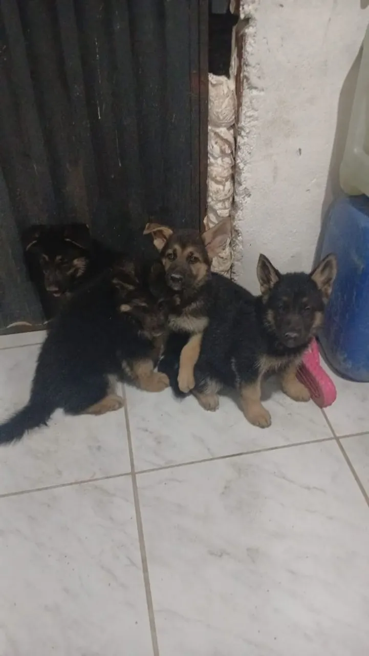 Filhotes de Pastor Alemão disponíveis