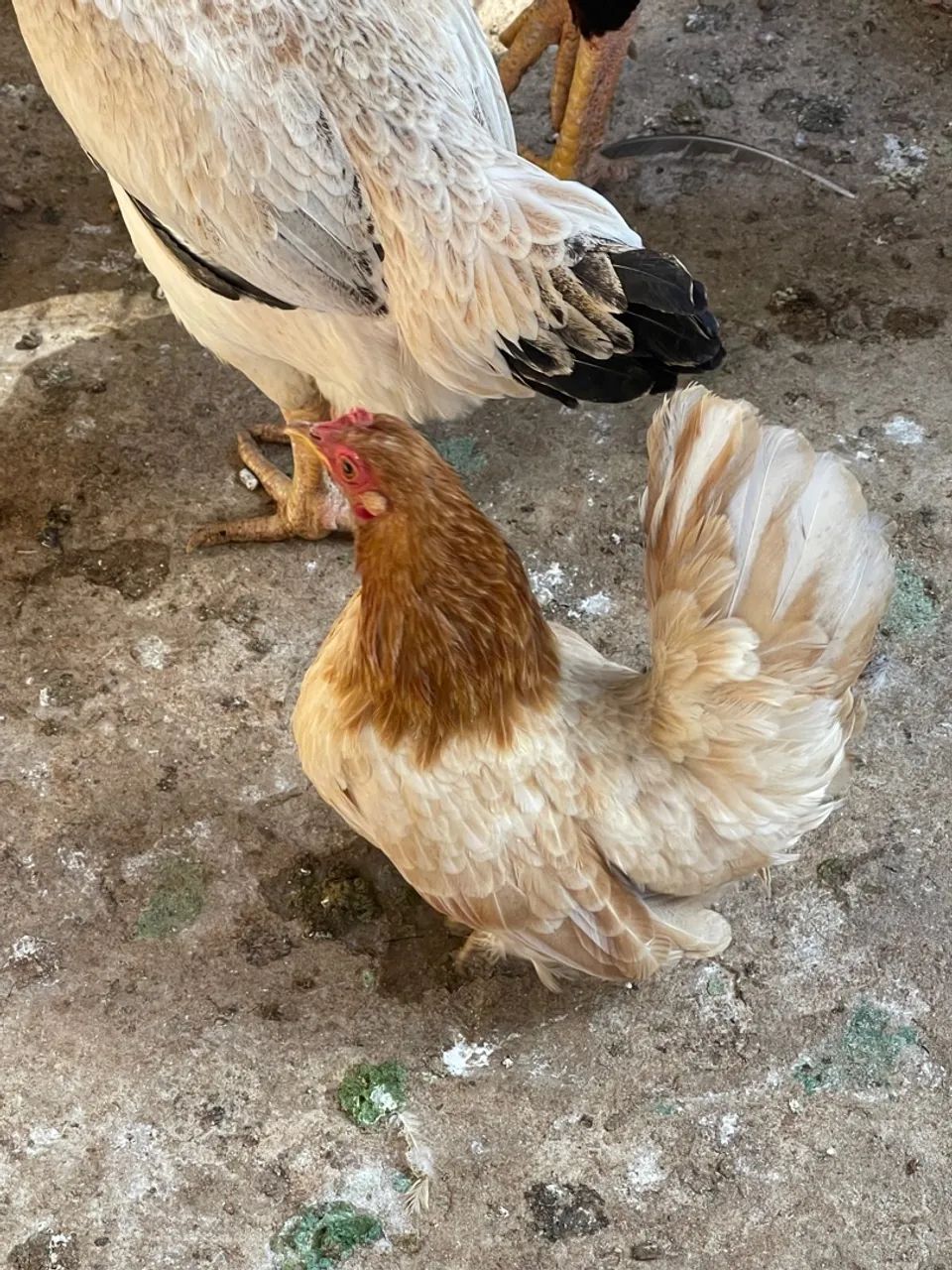 ? Galinhas e Galos Garnizé Nagasaki à Venda! ?