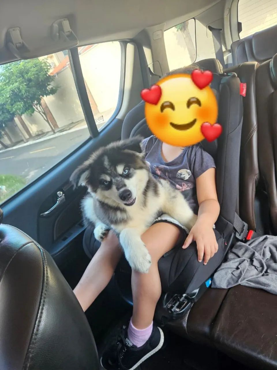 Lindo Filhote de Husky Siberiano  Wooly - um verdedeiro pet de pelúcia e beleza  - Foto 2