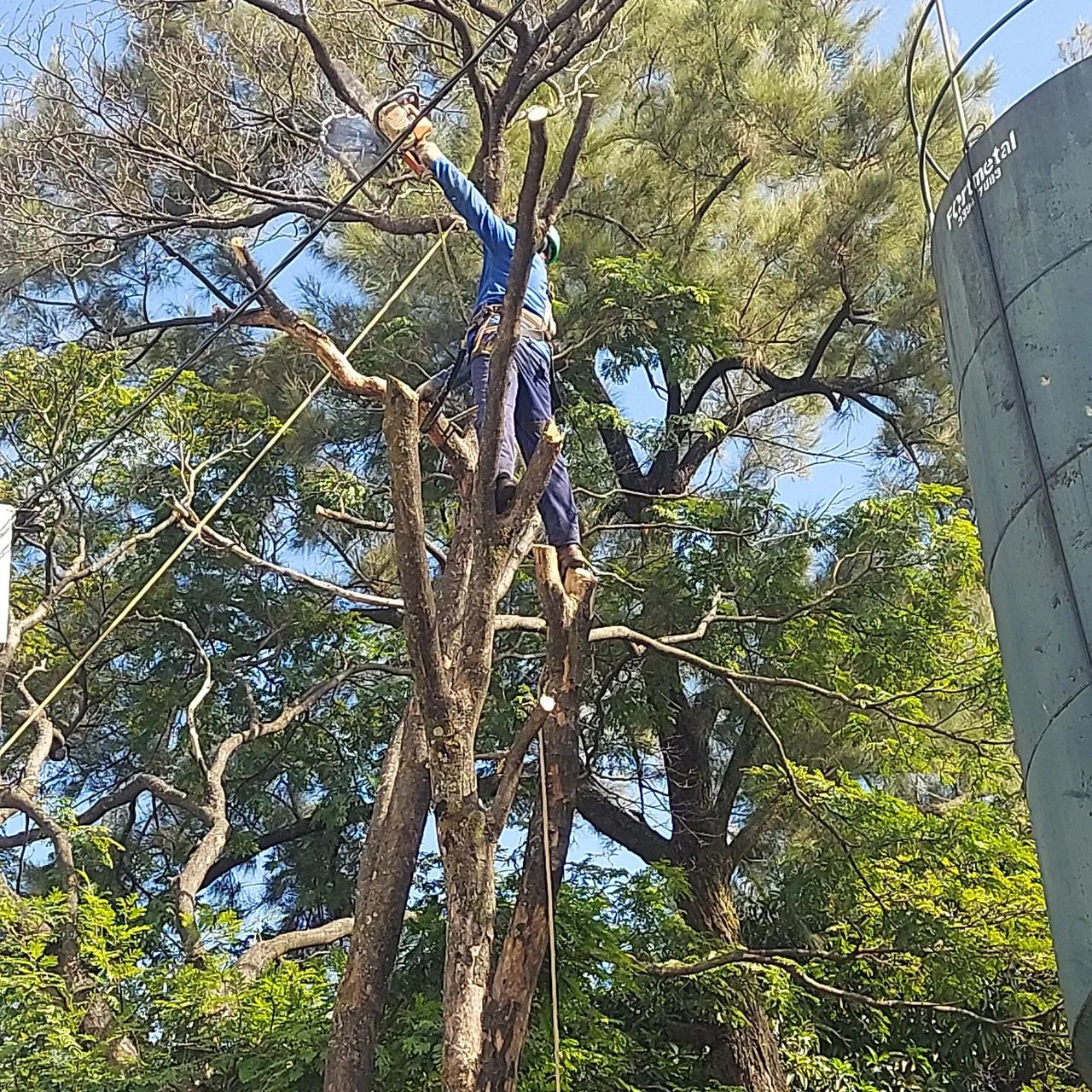 Corte,  poda de arvores e jardinagem