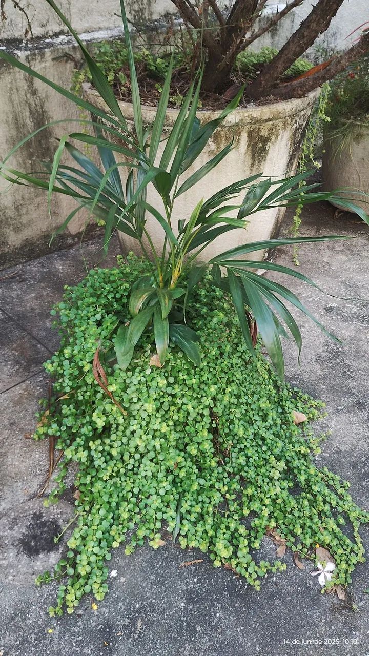 plantas lindas de todos os gostos e preços  - Foto 2