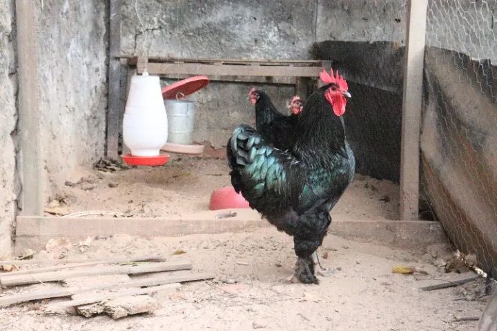Aves ornamentais (galinhas ornamentais) - Foto 3