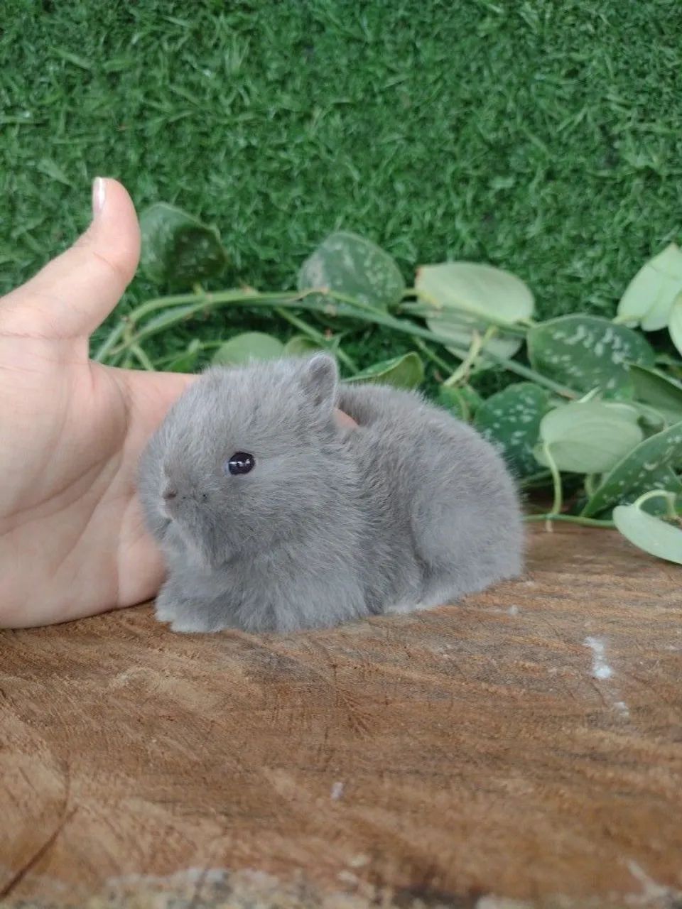 Netherland dwarf linhagem importada  - Foto 3