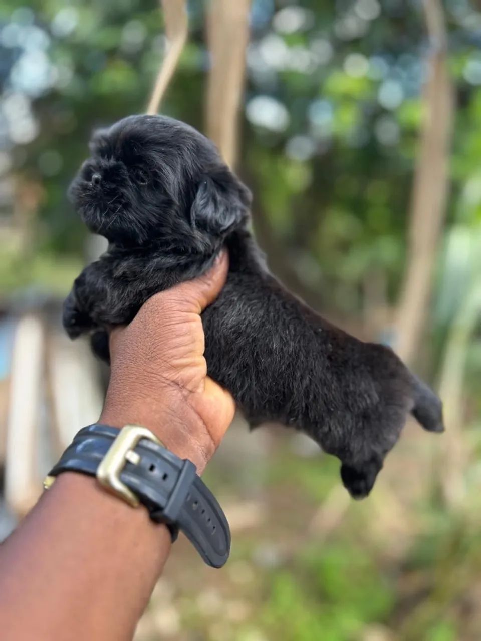 Filhote Shih Tzu fêmea e macho  - Foto 3