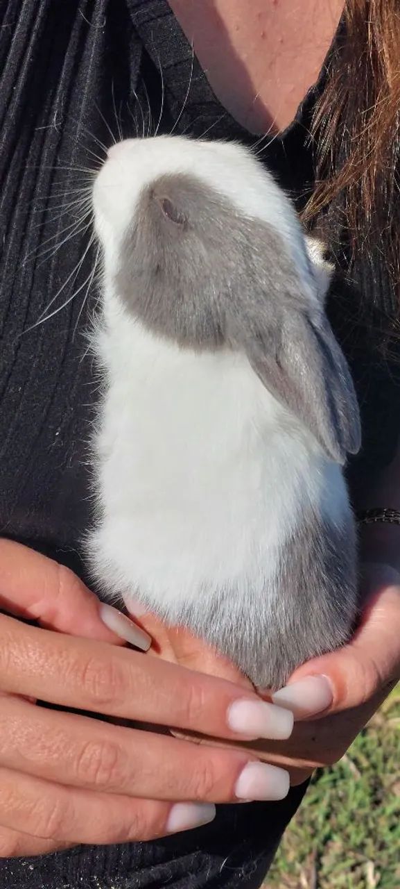 Coelho Mini Rex Holandês Branco e Cinza - Foto 4