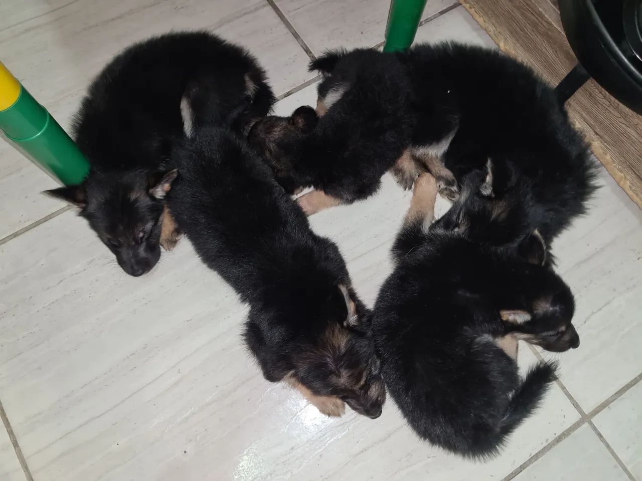 Filhotes de Pastor Alemão Disponíveis! - Foto 2