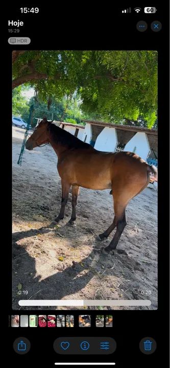 Potro de 6 anos - Cavalo para iniciar - Foto 3