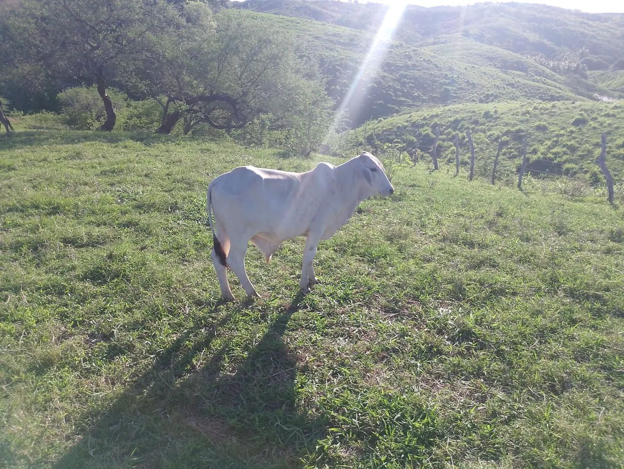 Tabanel de primeira tá com 1ano e 1 mês. - Foto 6