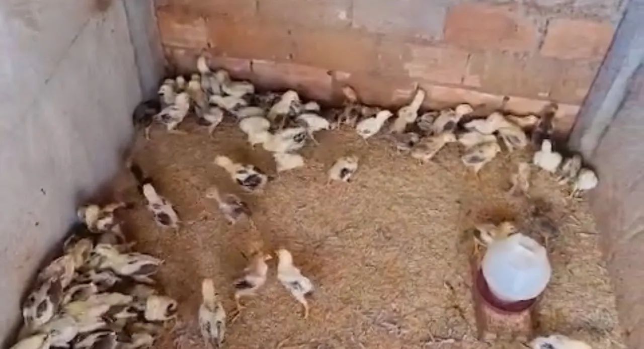 Venda Permanente e Exclusiva de Pintainhos da Raça Índio Gigante   - Foto 2