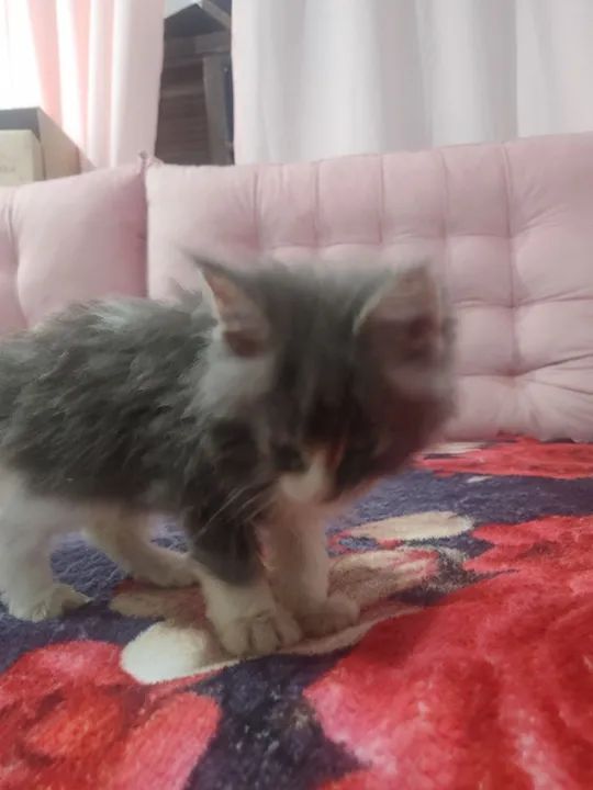 Filhote Fêmea de Maine Coon - Foto 3