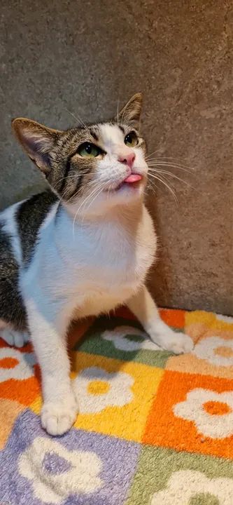 Gato castrado para adoção responsável  - Foto 6