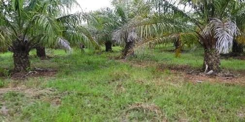 Imóvel para venda com 1700000 metros quadrados em Centro - Concórdia do Pará - PA - Foto 2