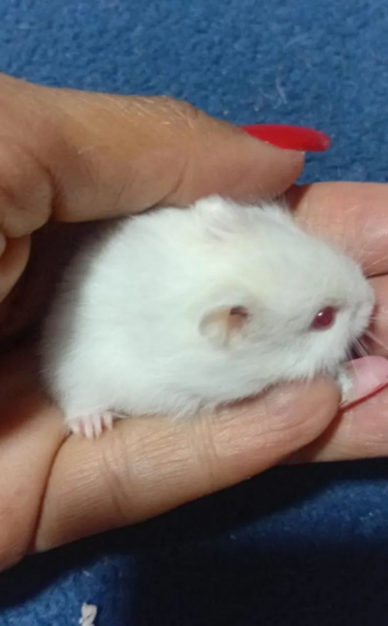 HAMSTERS ANÃO RUSSO FILHOTES - Foto 5