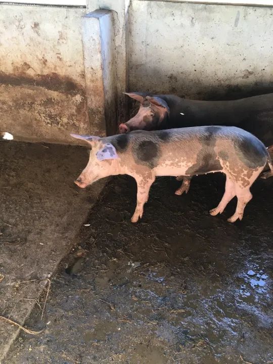 Porcos para venda - Foto 2