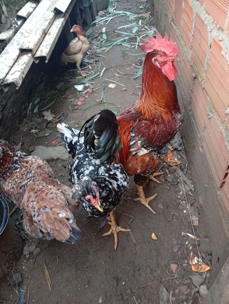 Galinhas e Galo  - Foto 4