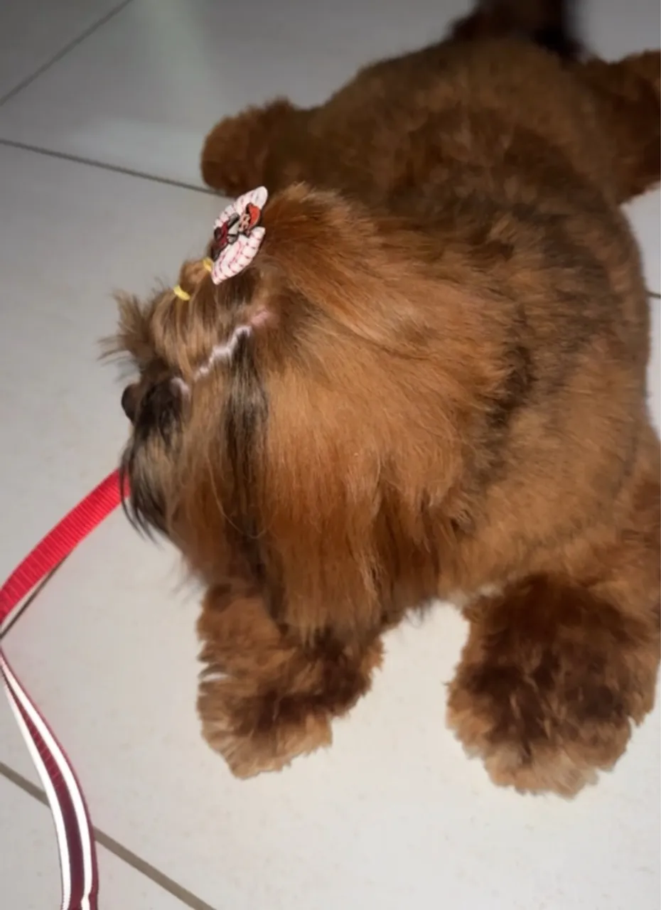 Filhote Shih Tzu Charmoso e Adorável