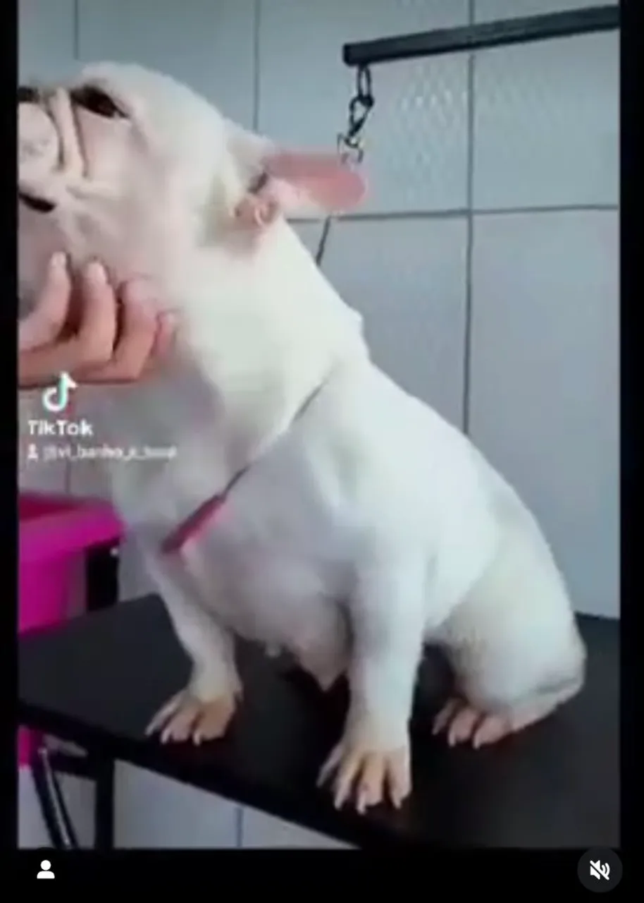 Bulldog Francês para adoção