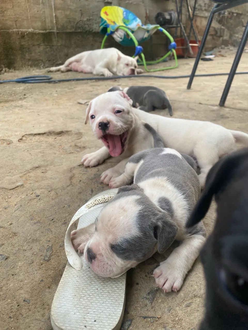 American bully - Foto 5