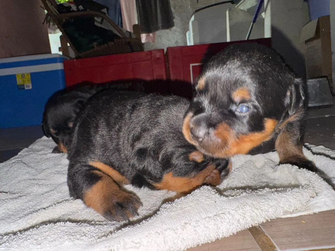 Filhotes de Rottweiler - Lindas e saudáveis! Somente fêmeas