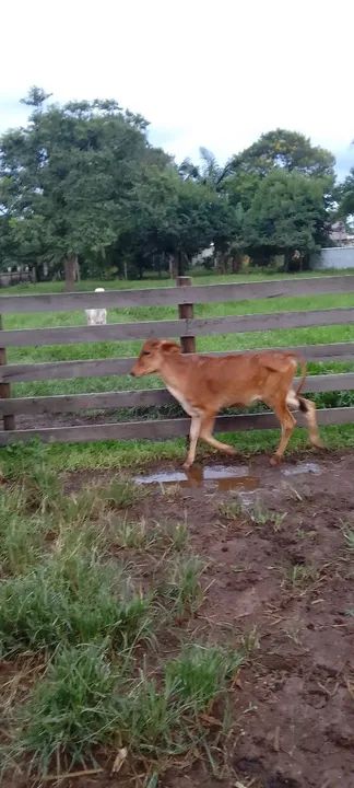 Bezerros para venda - Foto 2