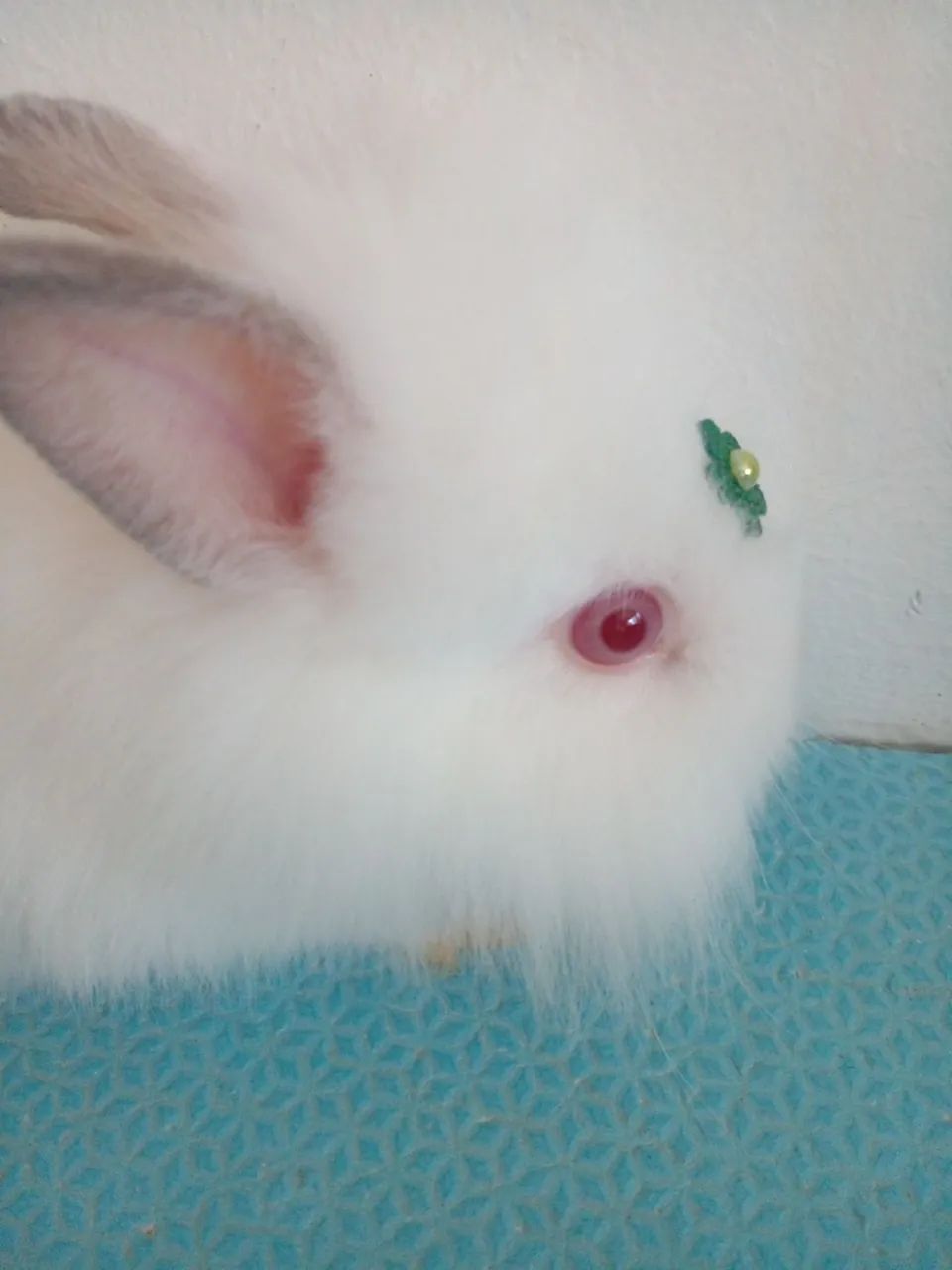 Netherland Dwarf albino  - Foto 2