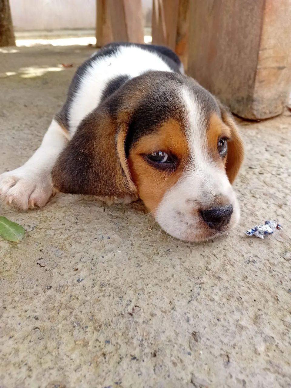 Filhote Beagle - Foto 3