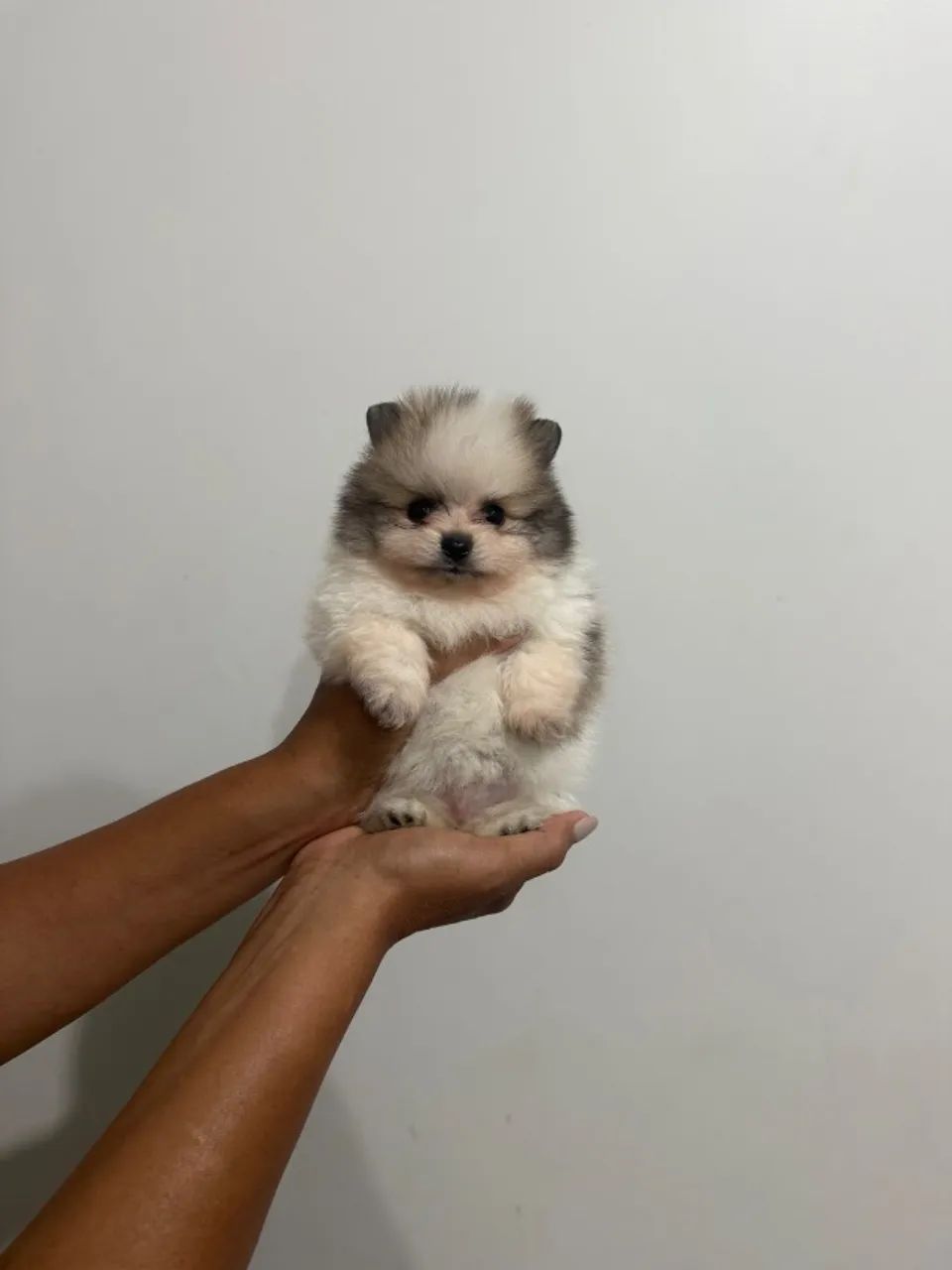 Filhotes de Lulu Pomerânia - Foto 2