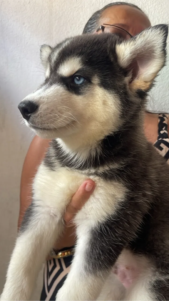 Filhote de Husky Siberiano - Olhos Azuis