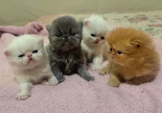 Filhotes persas padrão show, nas cores red, blue e branco.
