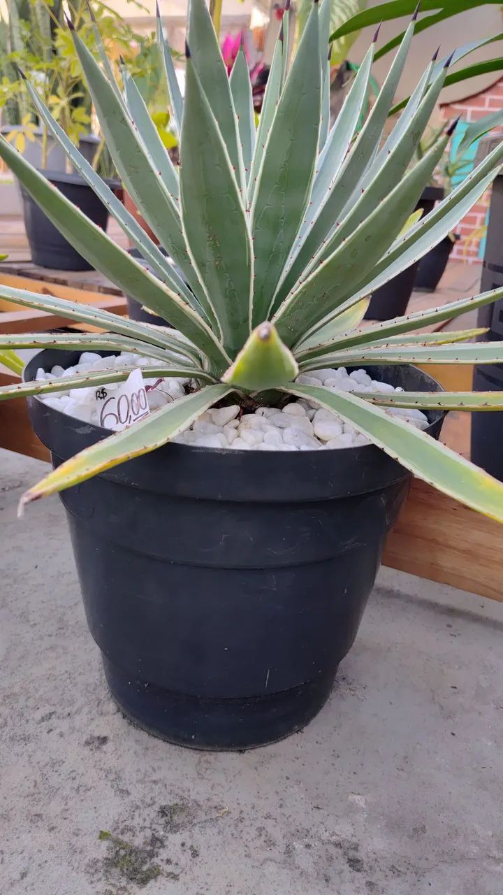 Planta Agave Piteira-do-Caribe - Foto 3