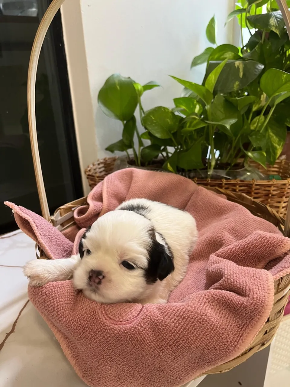 Filhote Shih Tzu