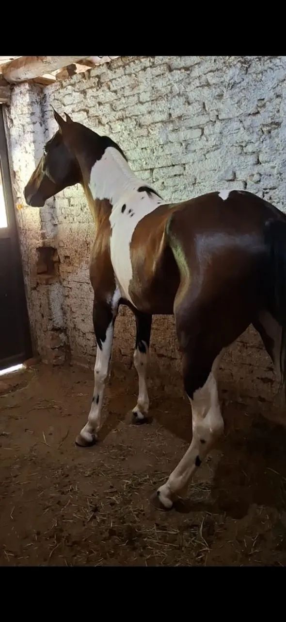 GARANHÃO LUXO (registrado) barato no pix - Foto 5