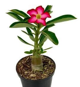 Rosas64294297825283124