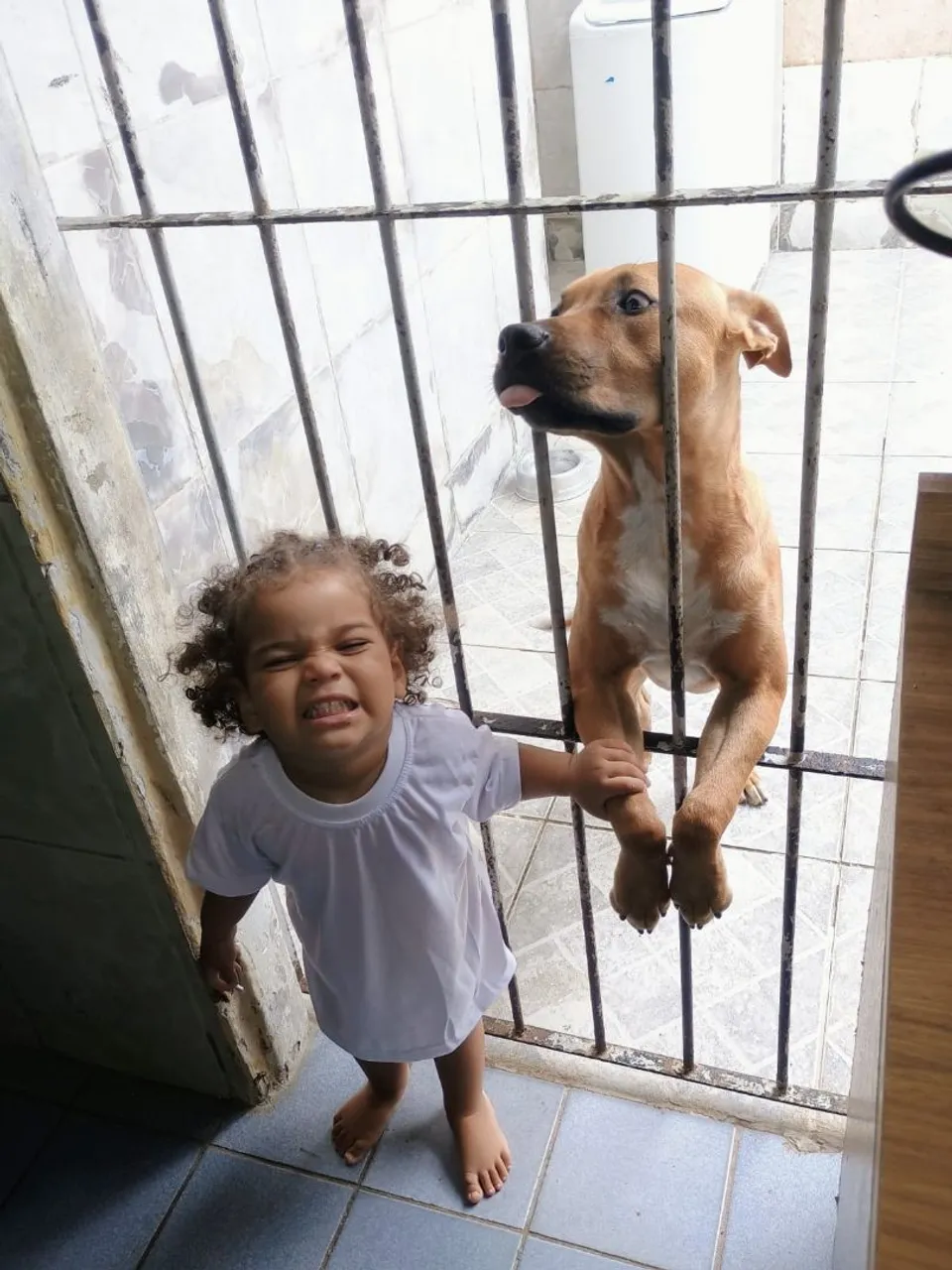 Pitbull divertido procurando um lar!
