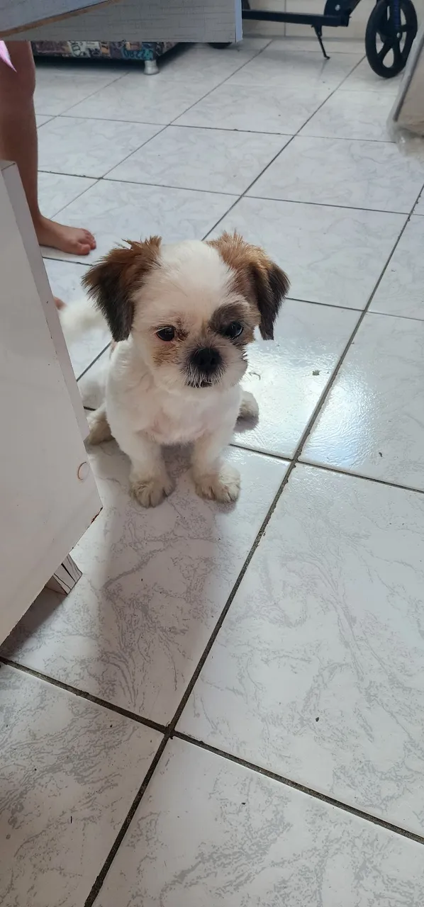  Shih Tzu para vender 
