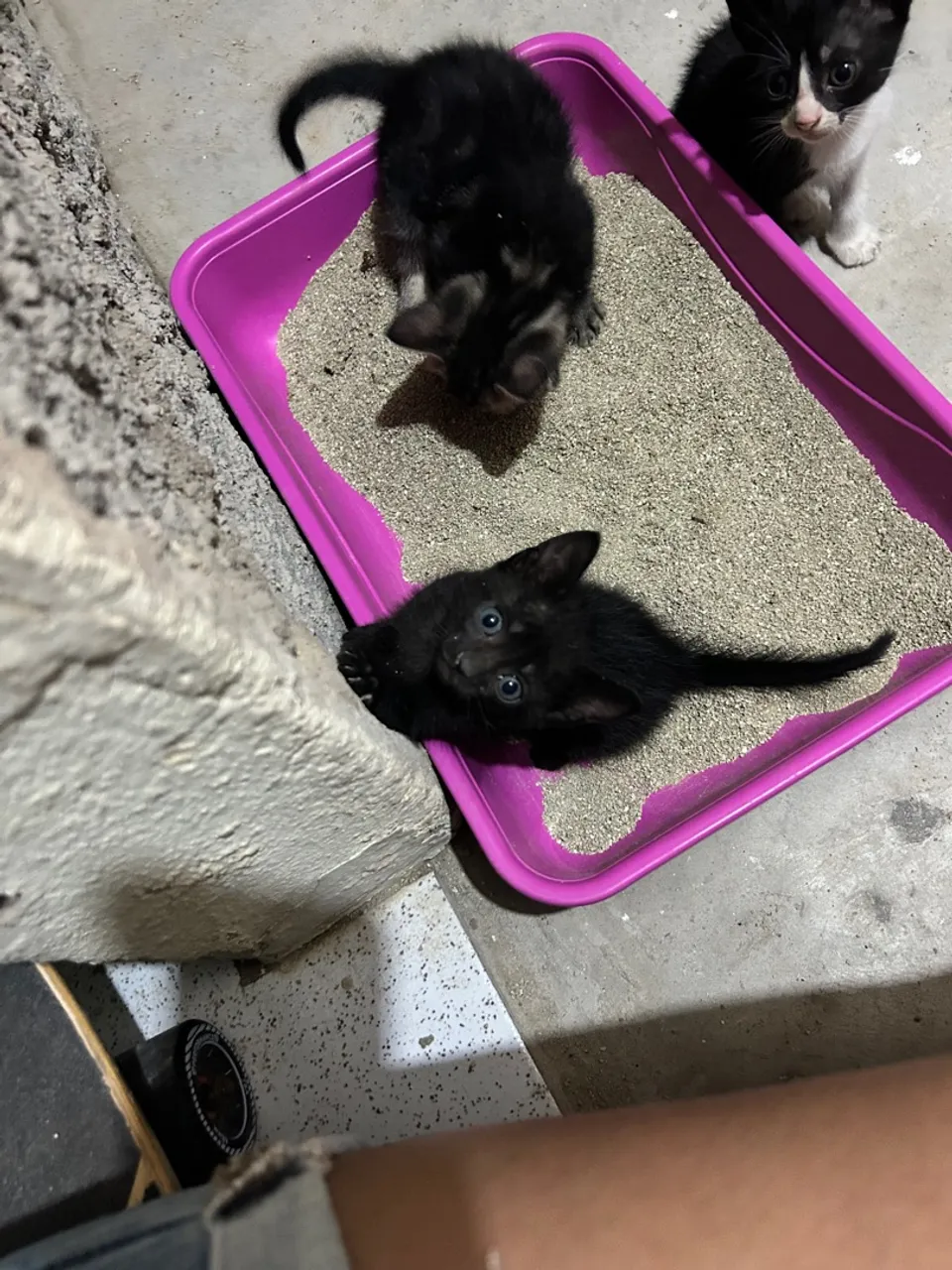Gatinho para adoção responsável