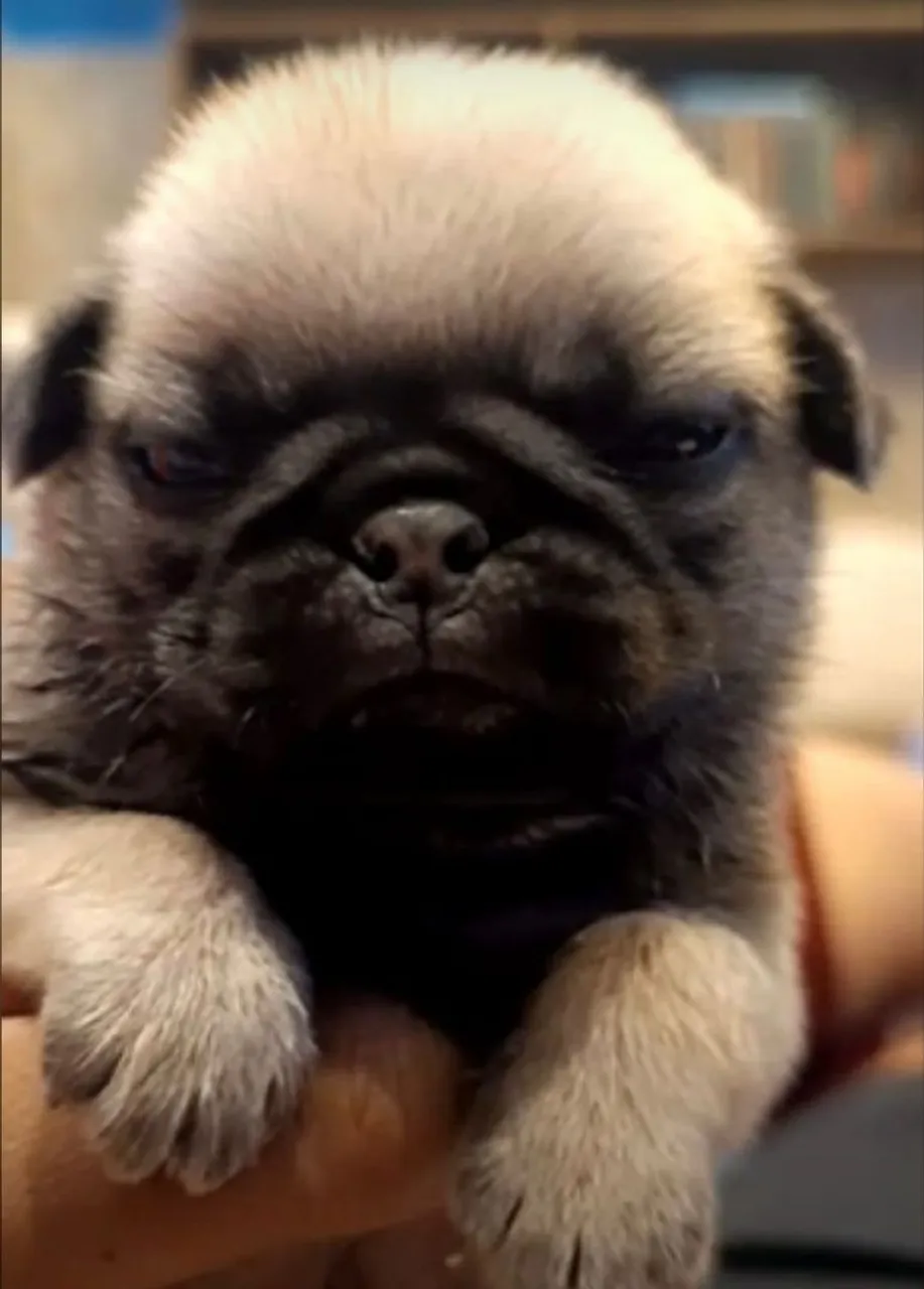 Pug com 1 mês